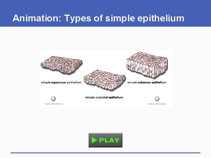 Animation: Types of simple epithelium 