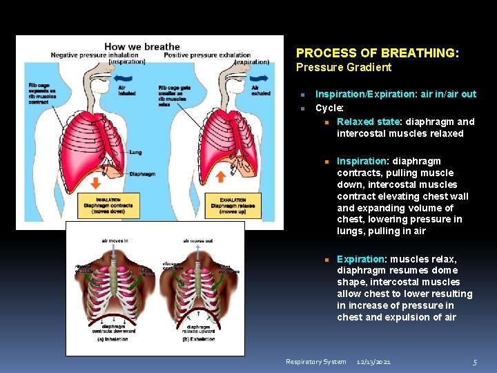 RESPIRATORY SYSTEM AND EXCHANGE OF GAS HENDRA WIJAYA