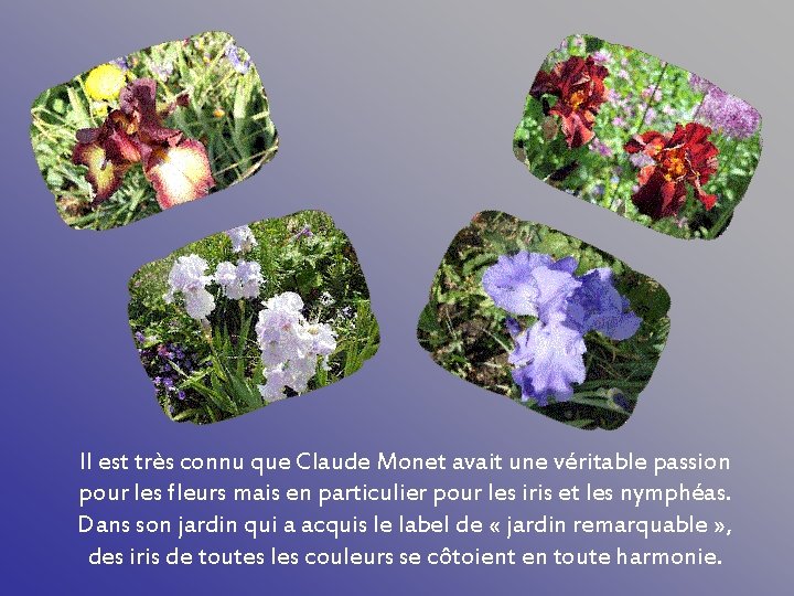 Il est très connu que Claude Monet avait une véritable passion pour les fleurs