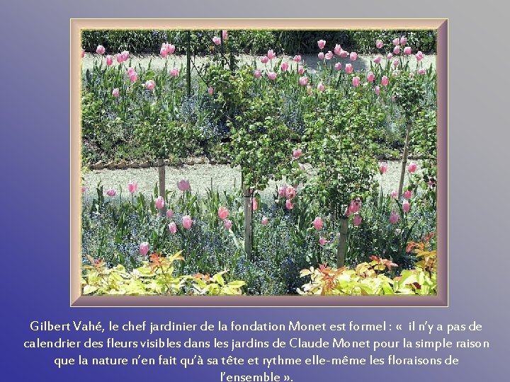 Gilbert Vahé, le chef jardinier de la fondation Monet est formel : « il