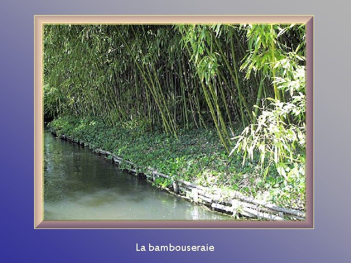La bambouseraie 