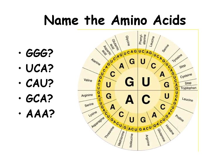 Name the Amino Acids • • • GGG? UCA? CAU? GCA? AAA? 15 