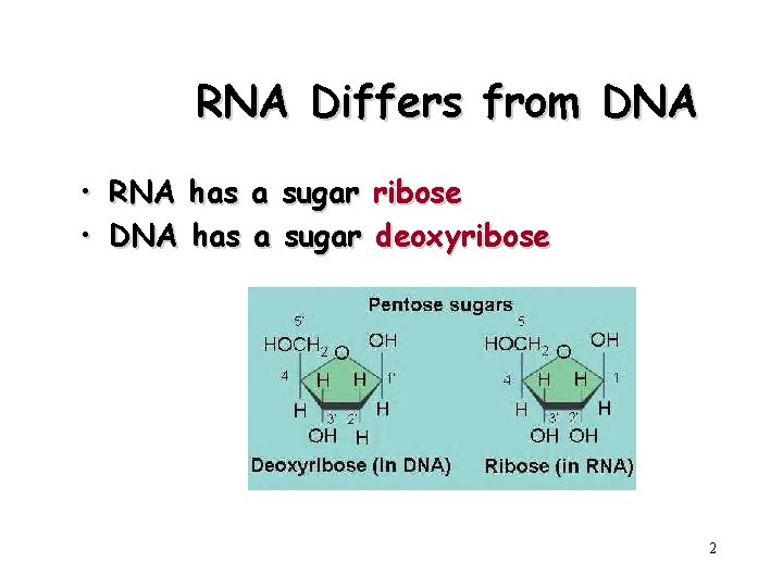 RNA Differs from DNA • RNA has a sugar ribose • DNA has a
