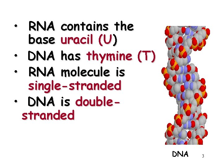  • RNA contains the base uracil (U) • DNA has thymine (T) •
