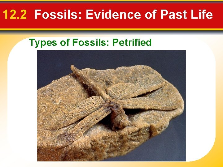 12. 2 Fossils: Evidence of Past Life Types of Fossils: Petrified 