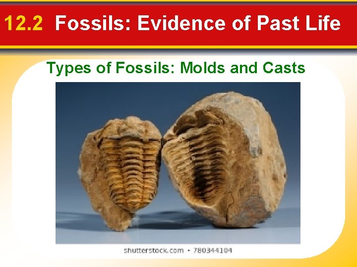 12. 2 Fossils: Evidence of Past Life Types of Fossils: Molds and Casts 