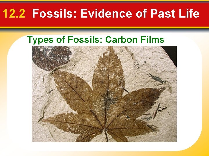12. 2 Fossils: Evidence of Past Life Types of Fossils: Carbon Films 