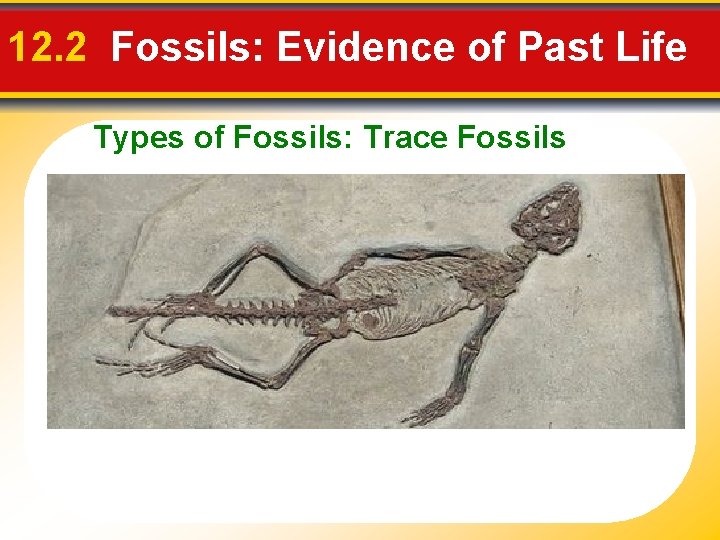 12. 2 Fossils: Evidence of Past Life Types of Fossils: Trace Fossils 