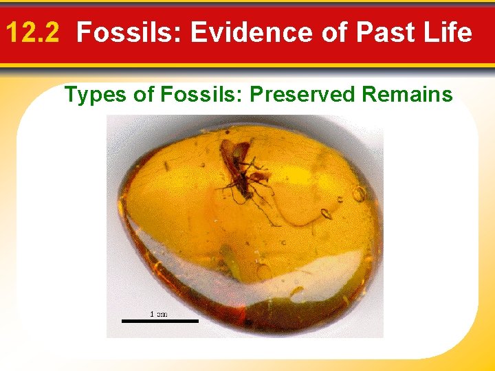 12. 2 Fossils: Evidence of Past Life Types of Fossils: Preserved Remains 