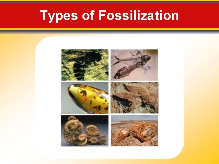 Types of Fossilization 