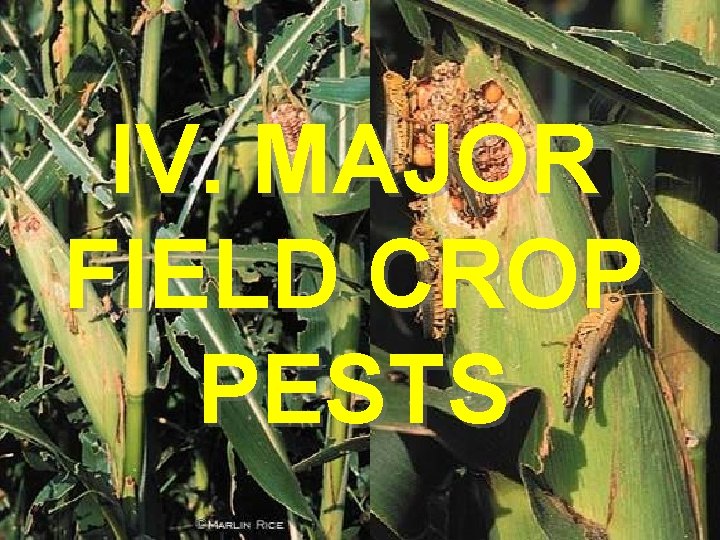 IV. MAJOR FIELD CROP PESTS 