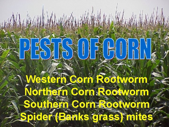 Western Corn Rootworm Northern Corn Rootworm Southern Corn Rootworm Spider (Banks grass) mites 