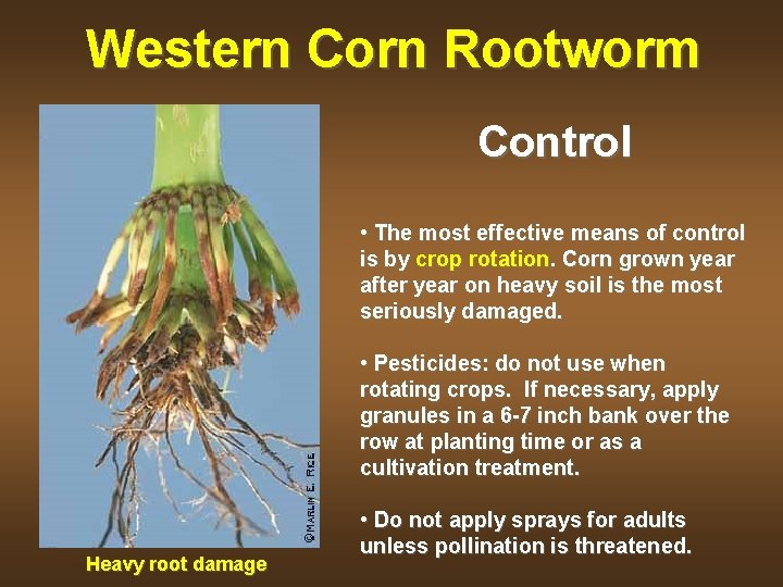 Western Corn Rootworm Control • The most effective means of control is by crop