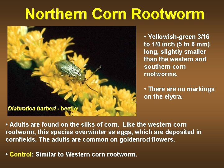 Northern Corn Rootworm • Yellowish-green 3/16 to 1/4 inch (5 to 6 mm) long,