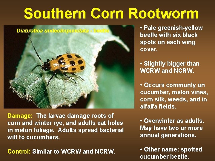 Southern Corn Rootworm Diabrotica undecimpunctata - beetle • Pale greenish-yellow beetle with six black