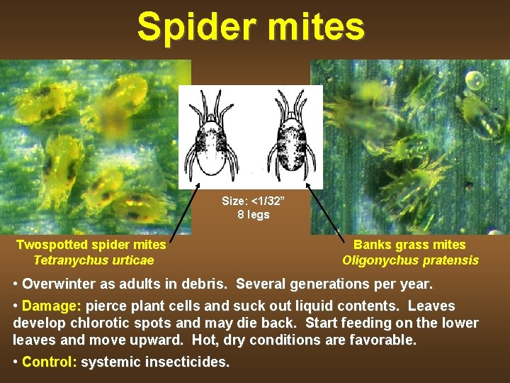 Spider mites Size: <1/32” 8 legs Twospotted spider mites Tetranychus urticae Banks grass mites