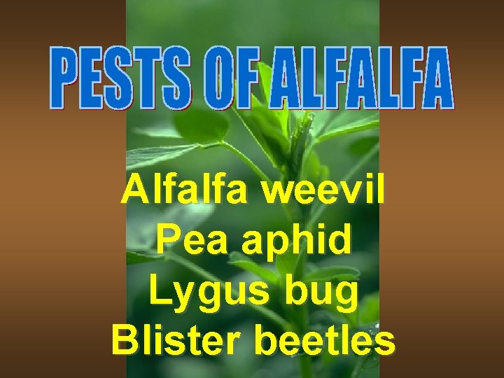 Alfalfa weevil Pea aphid Lygus bug Blister beetles 