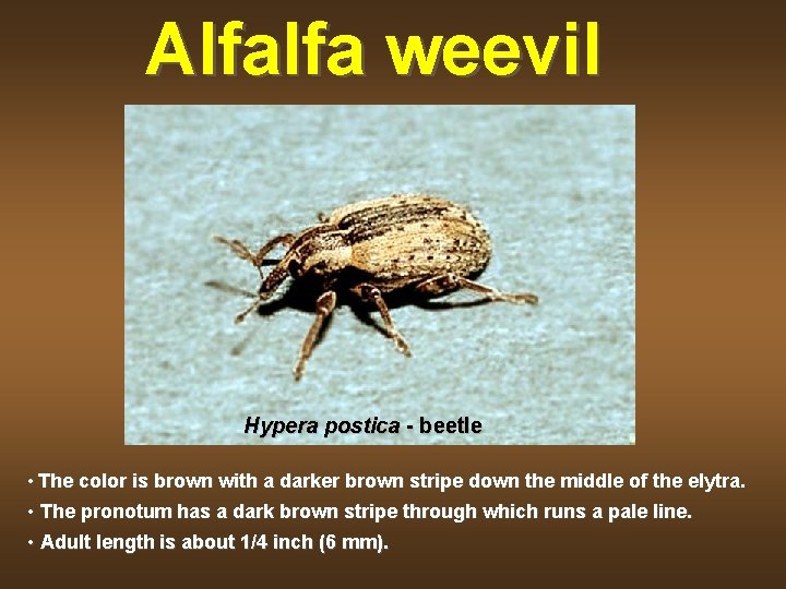 Alfalfa weevil Hypera postica - beetle • The color is brown with a darker
