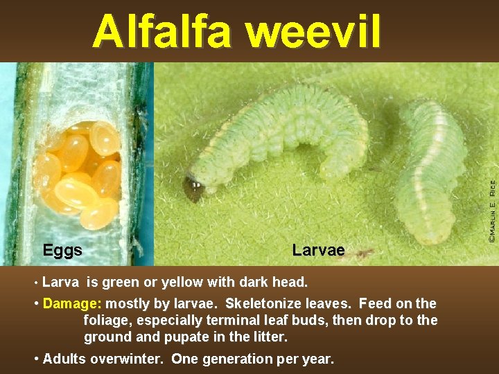 Alfalfa weevil Eggs Larvae • Larva is green or yellow with dark head. •