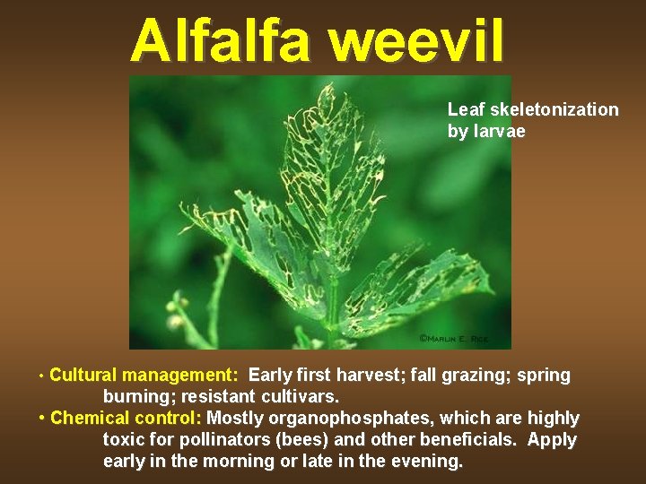 Alfalfa weevil Leaf skeletonization by larvae • Cultural management: Early first harvest; fall grazing;
