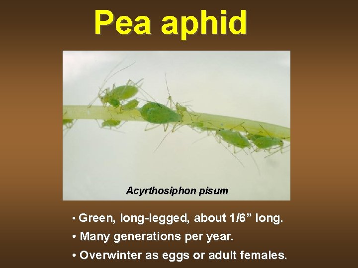 Pea aphid Acyrthosiphon pisum • Green, long-legged, about 1/6” long. • Many generations per