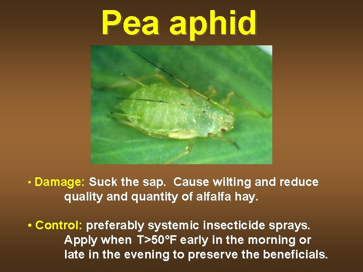 Pea aphid • Damage: Suck the sap. Cause wilting and reduce quality and quantity