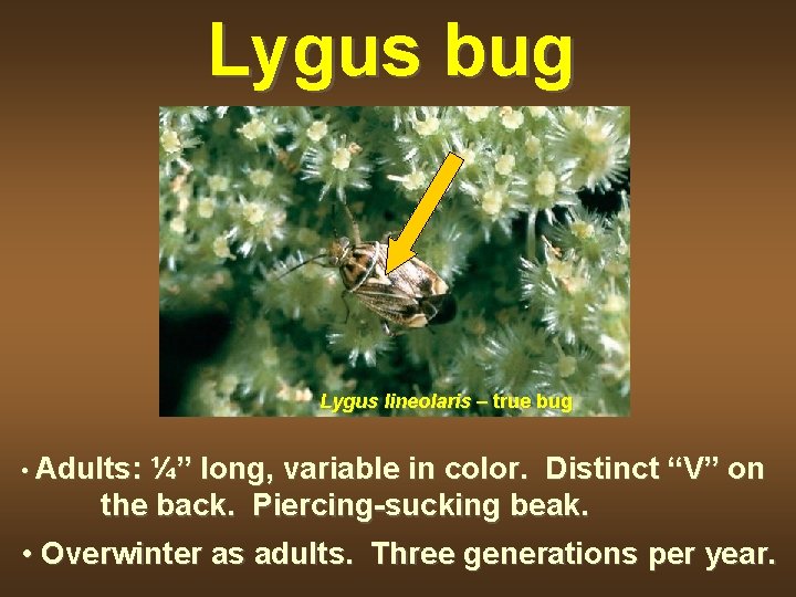 Lygus bug Lygus lineolaris – true bug • Adults: ¼” long, variable in color.