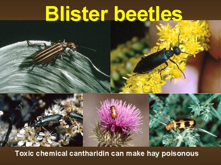 Blister beetles Toxic chemical cantharidin can make hay poisonous 