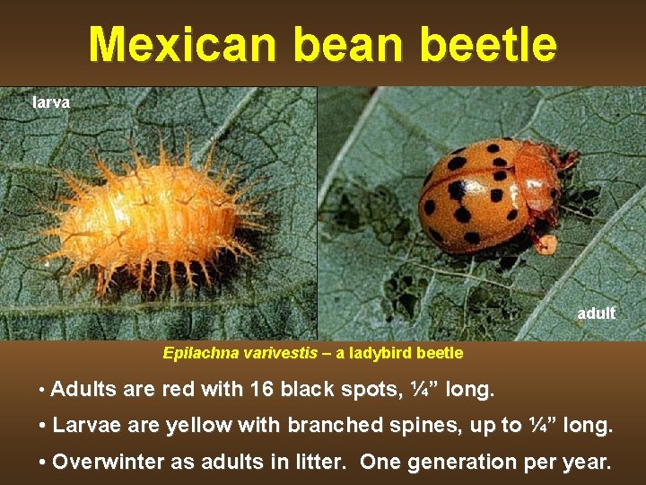 Mexican beetle larva adult Epilachna varivestis – a ladybird beetle • Adults are red