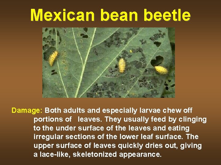 Mexican beetle Damage: Both adults and especially larvae chew off portions of leaves. They