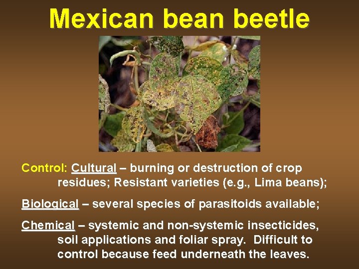 Mexican beetle Control: Cultural – burning or destruction of crop residues; Resistant varieties (e.