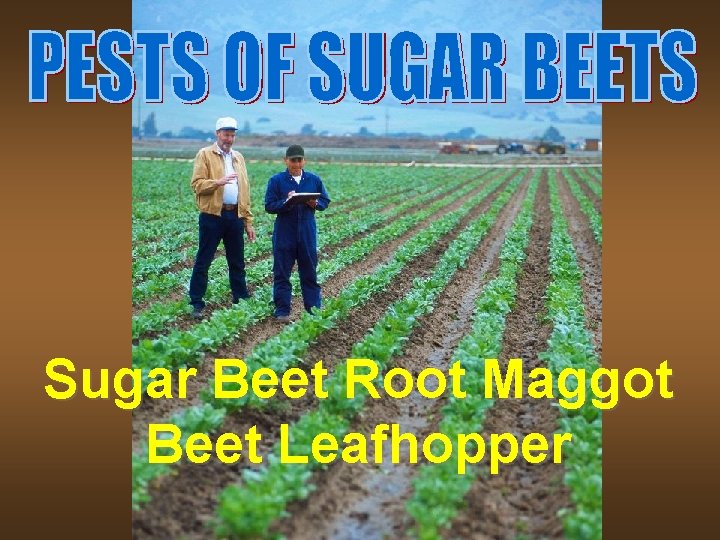 Sugar Beet Root Maggot Beet Leafhopper 