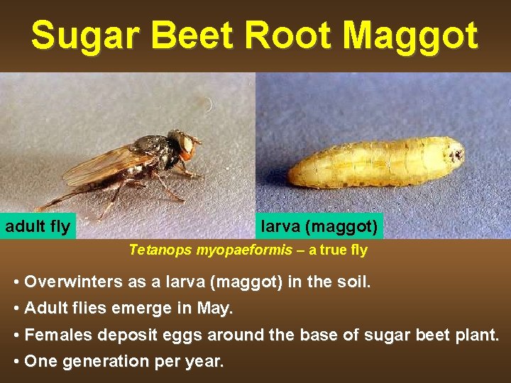 Sugar Beet Root Maggot adult fly larva (maggot) Tetanops myopaeformis – a true fly