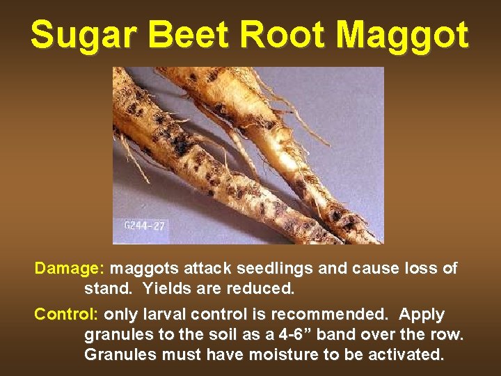 Sugar Beet Root Maggot Damage: maggots attack seedlings and cause loss of stand. Yields