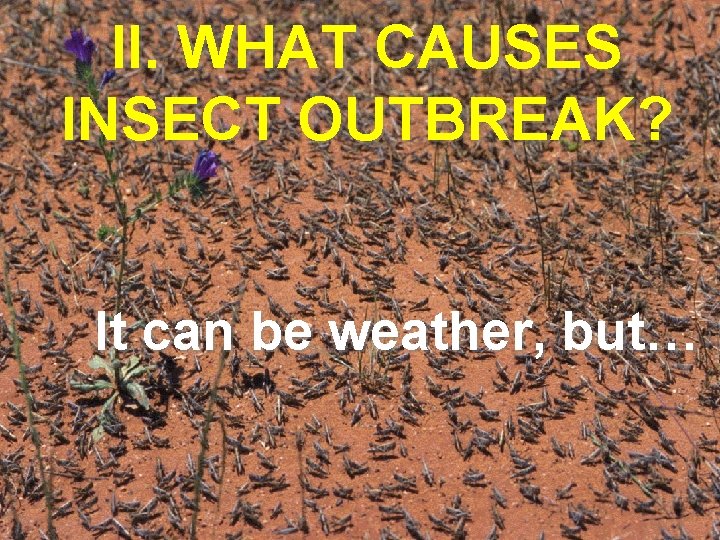 II. WHAT CAUSES INSECT OUTBREAK? It can be weather, but… 