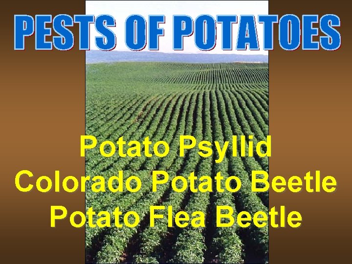 Potato Psyllid Colorado Potato Beetle Potato Flea Beetle 
