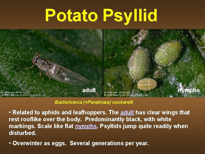 Potato Psyllid adult nymphs Bactericerca (=Paratrioza) cockerelli • Related to aphids and leafhoppers. The