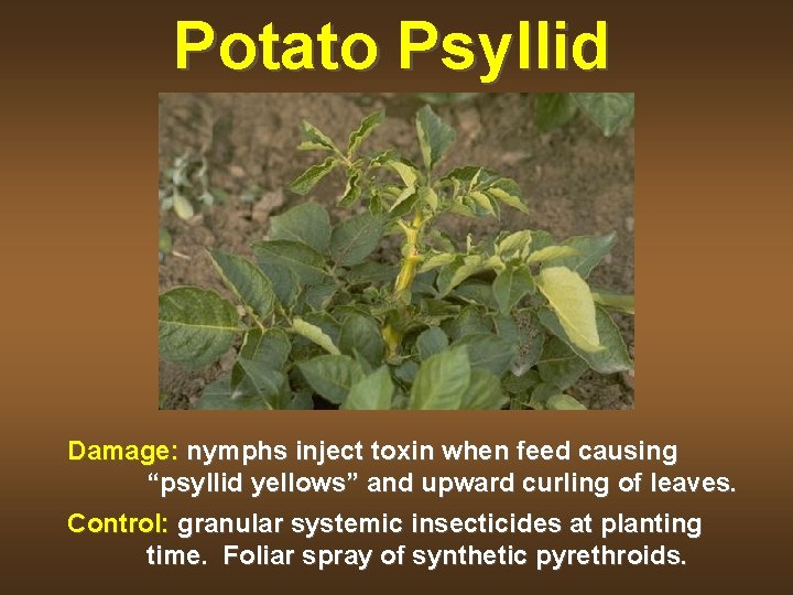 Potato Psyllid Damage: nymphs inject toxin when feed causing “psyllid yellows” and upward curling