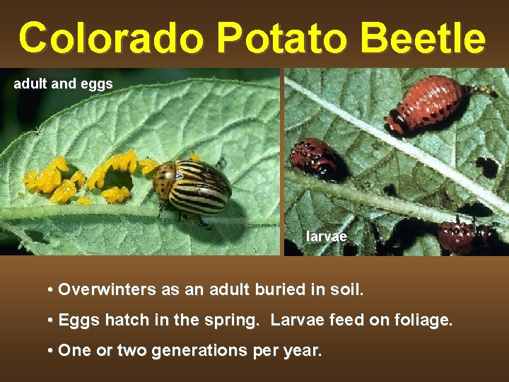 Colorado Potato Beetle adult and eggs larvae • Overwinters as an adult buried in