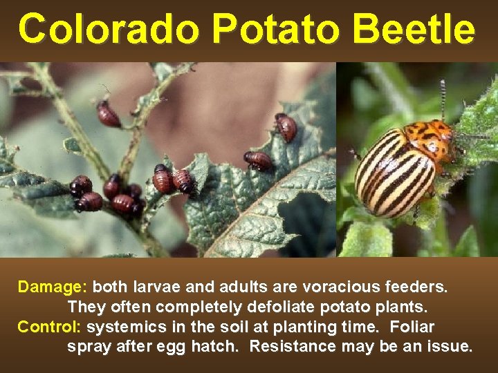 Colorado Potato Beetle Damage: both larvae and adults are voracious feeders. They often completely