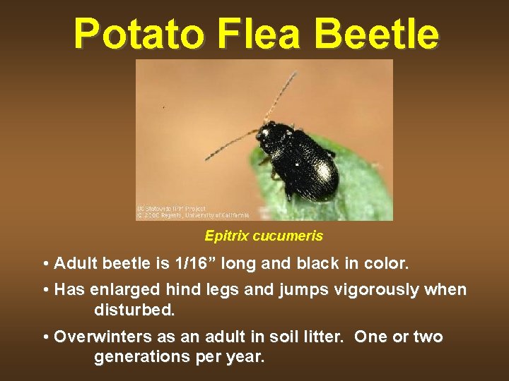 Potato Flea Beetle Epitrix cucumeris • Adult beetle is 1/16” long and black in
