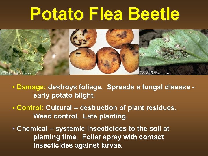 Potato Flea Beetle • Damage: destroys foliage. Spreads a fungal disease early potato blight.