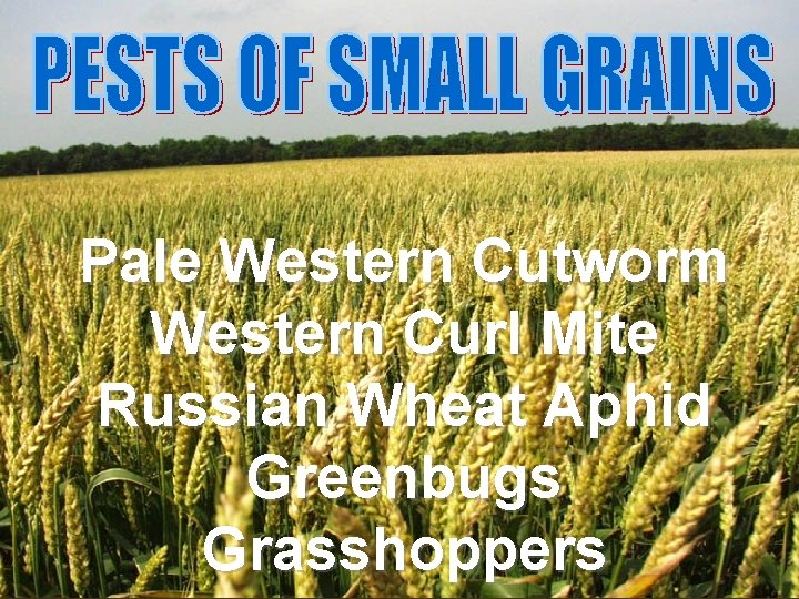 Pale Western Cutworm Western Curl Mite Russian Wheat Aphid Greenbugs Grasshoppers 