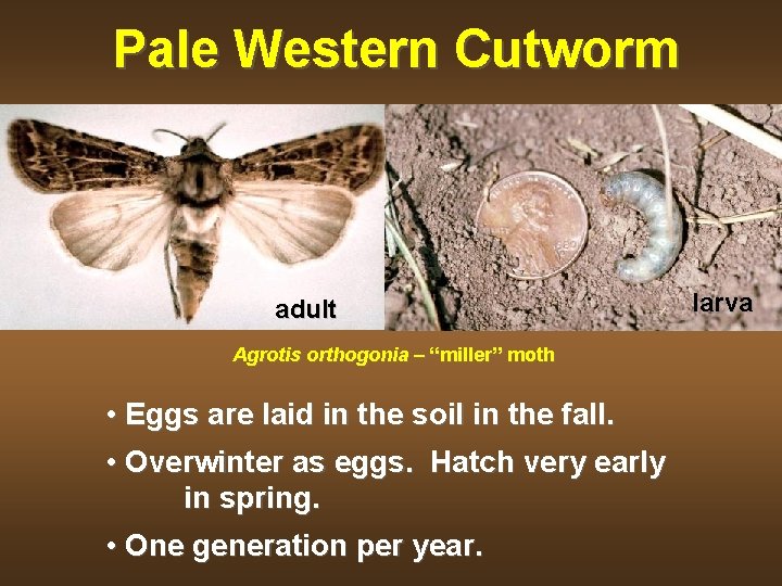Pale Western Cutworm adult Agrotis orthogonia – “miller” moth • Eggs are laid in