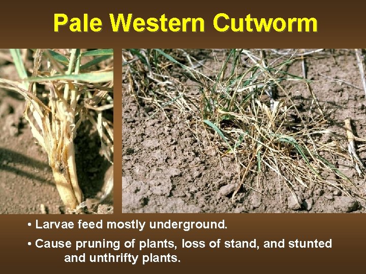 Pale Western Cutworm • Larvae feed mostly underground. • Cause pruning of plants, loss