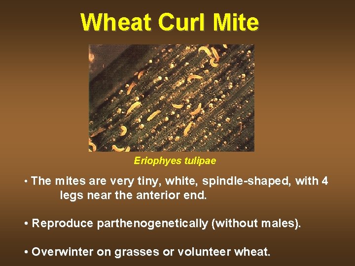 Wheat Curl Mite Eriophyes tulipae • The mites are very tiny, white, spindle-shaped, with