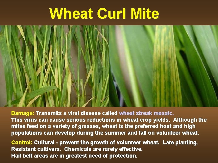Wheat Curl Mite Damage: Transmits a viral disease called wheat streak mosaic. This virus