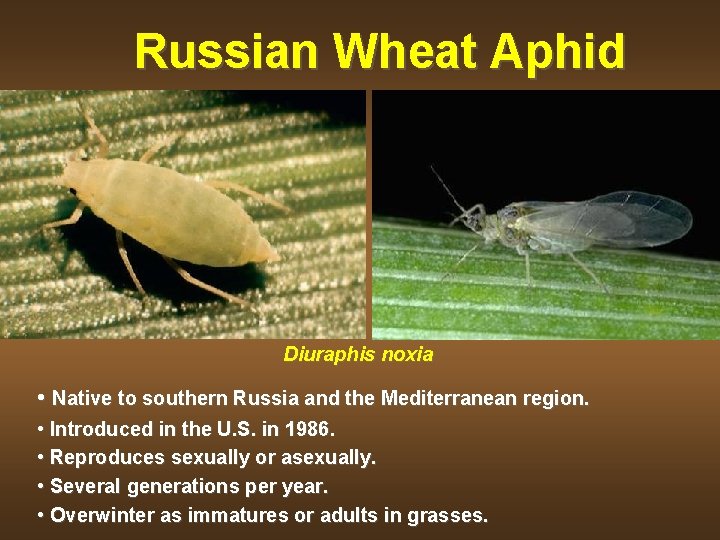 Russian Wheat Aphid Diuraphis noxia • Native to southern Russia and the Mediterranean region.