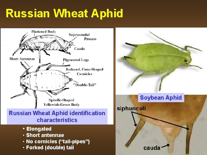 Russian Wheat Aphid Soybean Aphid Russian Wheat Aphid identification characteristics • Elongated • Short