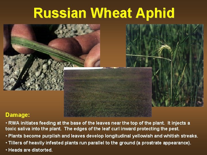 Russian Wheat Aphid Damage: • RWA initiates feeding at the base of the leaves